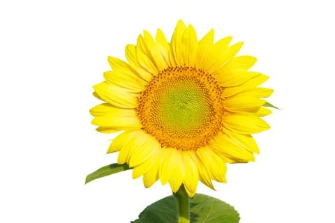 Sunflower Stock-Fotos