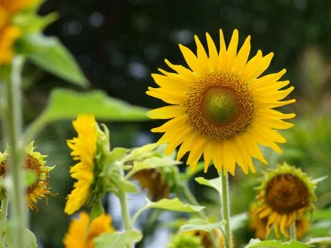 Sunflower Stock Photos