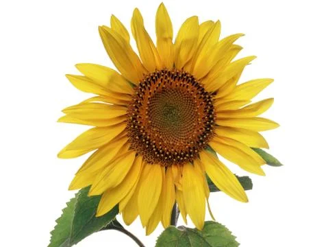 Sunflower Stock Photos