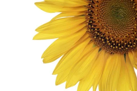 Sunflower Stock Photos
