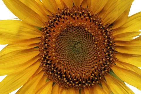Sunflower Stock Photos