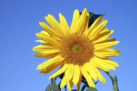 Sunflower Stock Photos