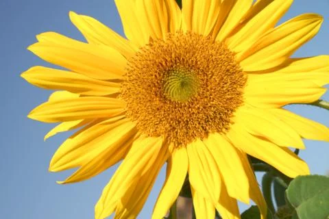 Sunflower Stock Photos