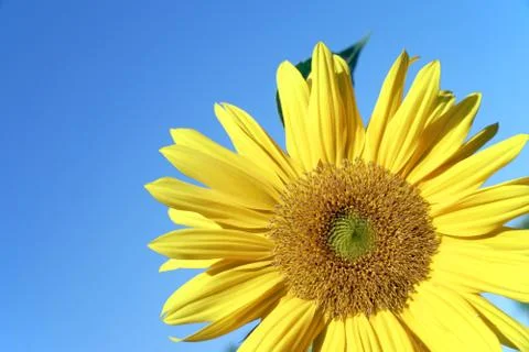 Sunflower Stock Photos