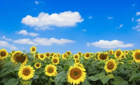 Sunflower Foto stock