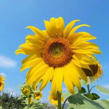 Sunflower Stock Photos