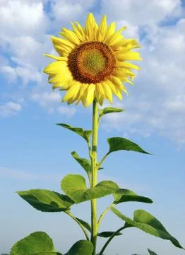 Sunflower Foto stock