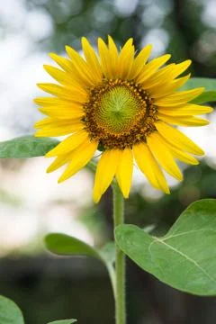 Sunflower Stock Photos