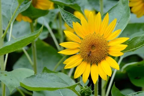 Sunflower Stock Photos