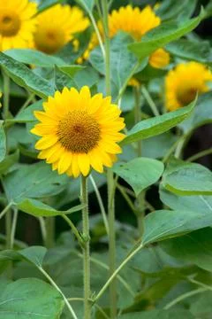 Sunflower Stock Photos
