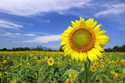 Sunflower Stock Photos