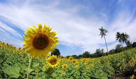 Sunflower Stock Photos