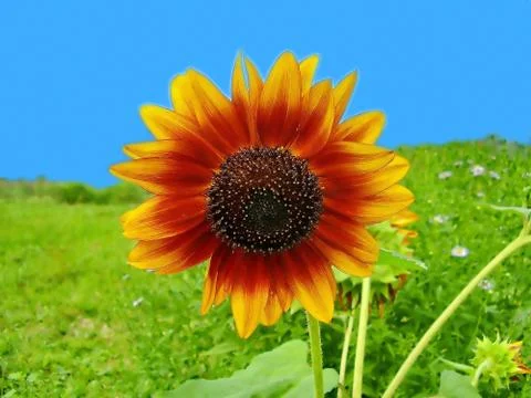 Sunflower  Stock Photos