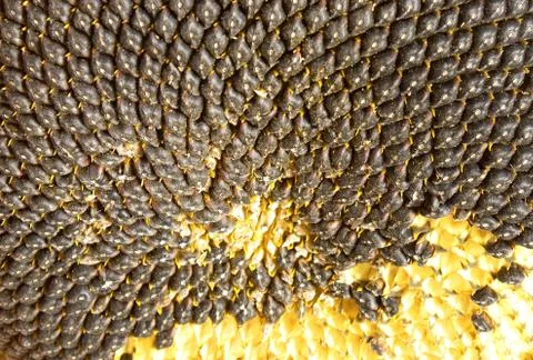 Sunflower. Stock Photos