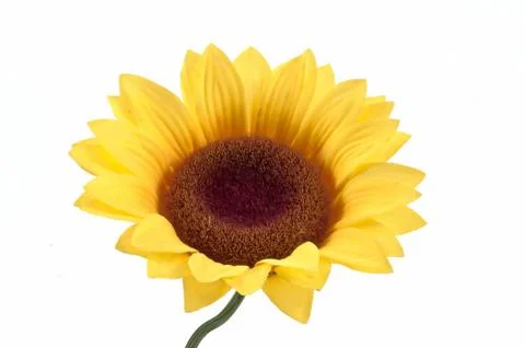 Sunflower Stock Photos