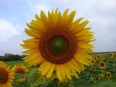 Sunflower Stock Photos