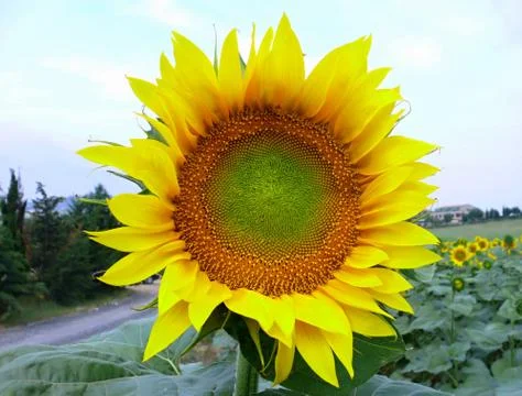Sunflower Stock Photos