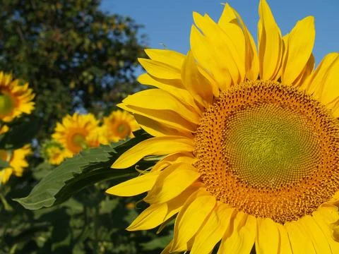 Sunflower Stock Photos
