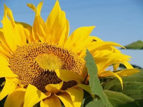 Sunflower Stock Photos