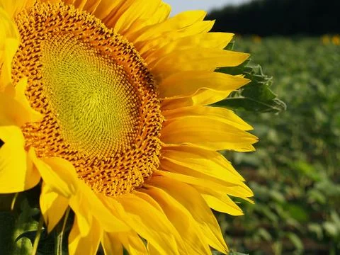 Sunflower Stock Photos