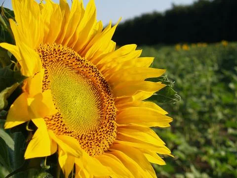 Sunflower Stock Photos