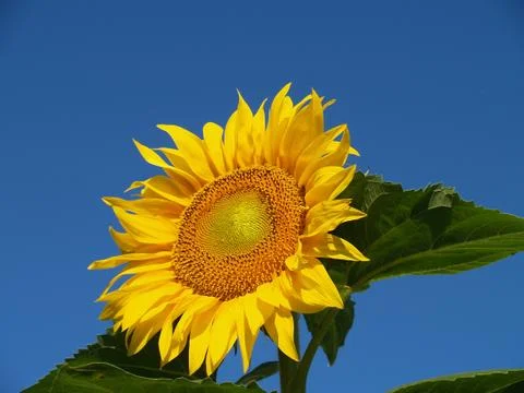 Sunflower Stock Photos
