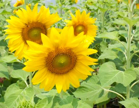 Sunflower Stock Photos