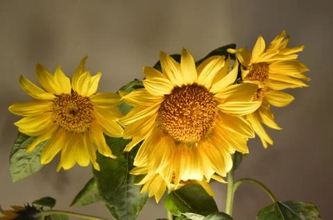 Sunflower Stock Photos