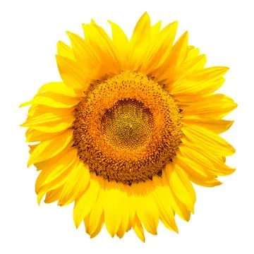 Sunflower Stock Photos