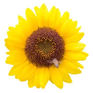 Sunflower Stock Photos