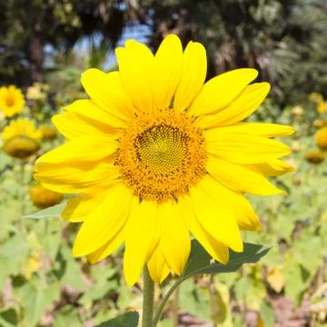 Sunflower Stock Photos