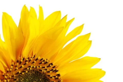 Sunflower Stock Photos