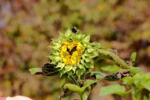 Sunflower Stock Photos