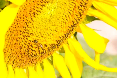 Sunflower Stock Photos