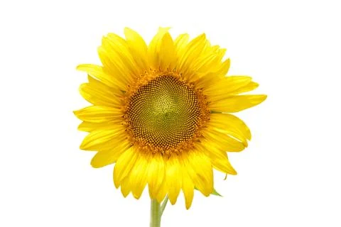 Sunflower Foto stock