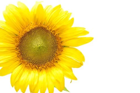 Sunflower Foto stock