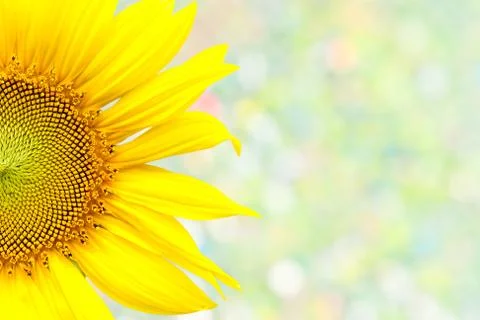 Sunflower Stock Photos