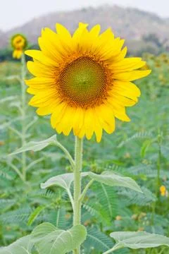 Sunflower Stock Photos