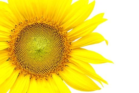 Sunflower Stock Photos