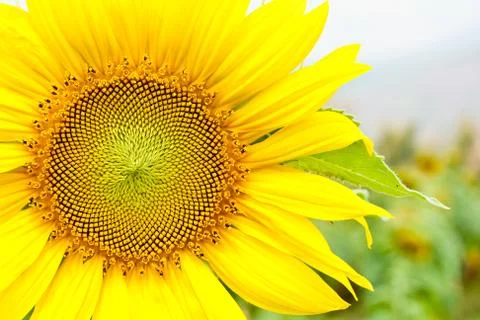Sunflower Stock Photos