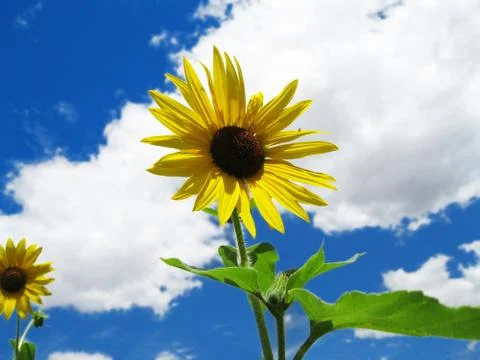 Sunflower Stock Photos