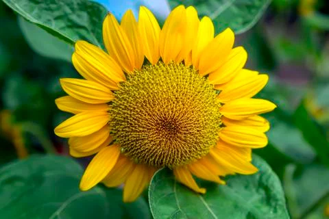 Sunflower. Stock Photos