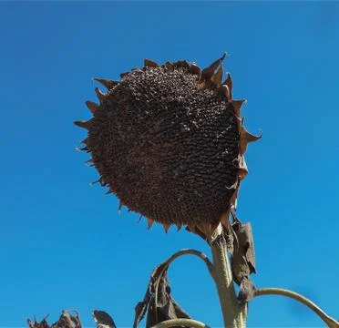 Sunflower Stock Photos