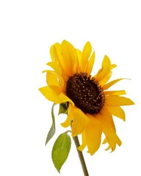 Sunflower Stock Photos