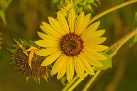 Sunflower Stock Photos