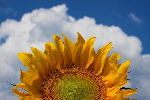 Sunflower Stock-Fotos