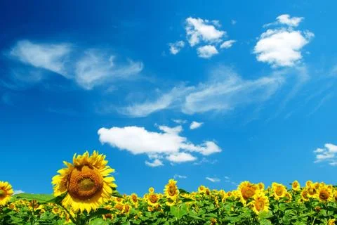 Sunflower Stock-Fotos