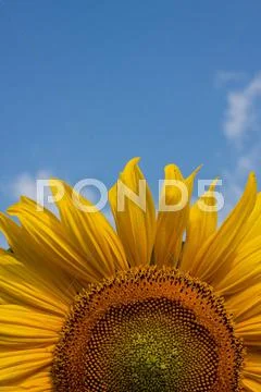 Sunflower Stock Photos