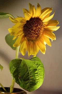 Sunflower Foto stock