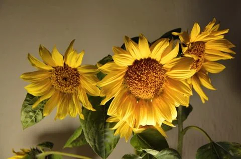 Sunflower Stock Photos